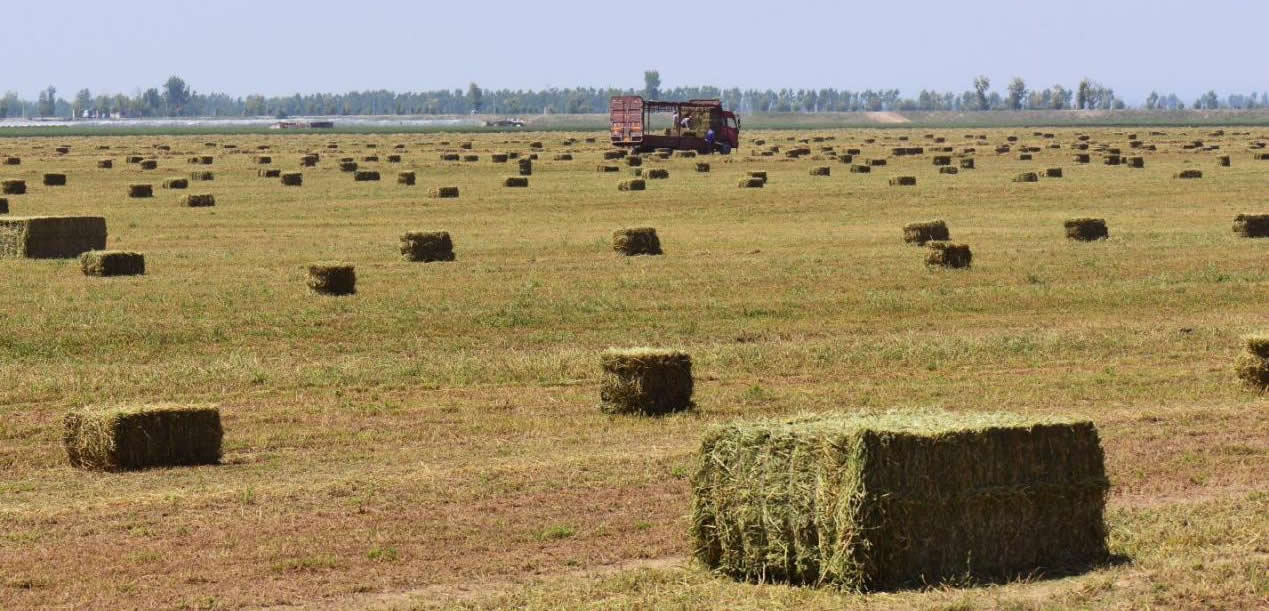 嗨，你家的青贮料结冰了吗？