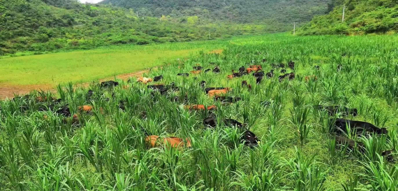 贵州地区狼尾草属高大型牧草放牧草地建植管理与利用技术